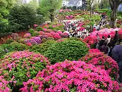 根津神社 つつじまつり（2010年4月24日撮影）