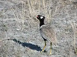 ハジロクロエリショウノガン