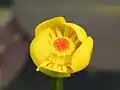 ネムロコウホネの花