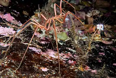 クダウミヒドラ（ヒドロ虫綱）を摂食する Nymphon leptocheles