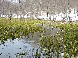 奥裾花自然園2006年5月