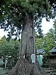 涼ヶ岡八幡神社の夫婦杉2本あったが平成14年に1本が倒壊したため、現在は1本のみである