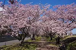 オモイガワ（小山市の白鷗大学大行寺キャンパス裏手）