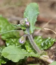 薄桃色の蕾と茎葉