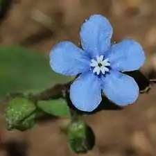 花の細部、花弁は5枚