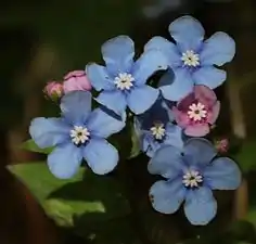 総状花序で花弁の色は薄桃色から薄青色へと変化する