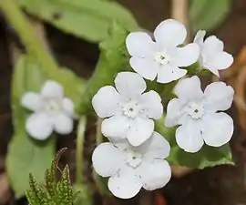 シロバナヤマルリソウf. albiflora