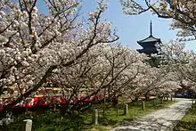 御室桜（京都府京都市）