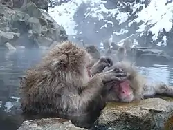 地獄谷温泉（山ノ内町）