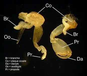 Orchestia gammarellusの咬脚。第2咬脚が亜はさみ状に発達している。