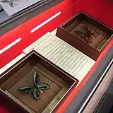 Ornithoptera alexandrae  アレキサンドラトリバネアゲハ