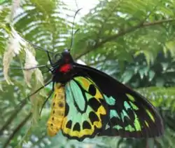 Ornithoptera euphorion