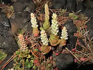 ロゼットの中央の軸部分が円錐状の花茎になる。