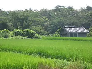 夏の水田