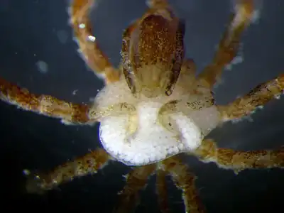 抱卵中のウミグモ