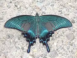 ミヤマカラスアゲハ Papilio maackii。東アジアに分布