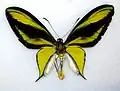 Ornithoptera paradisea  ゴクラクトリバネアゲハ♂