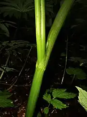 右に伸びるのが茎の下部につく葉の葉柄。左に伸びるのは茎。葉柄の基部は完全に閉じた葉鞘になる。