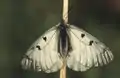 クロホシウスバシロチョウ Parnassius mnemosyne。ヨーロッパから中央アジアに分布する