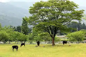 但馬牛の牧場