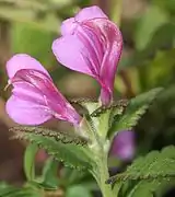 シオガマギクの花の細部