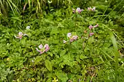 トモエシオガマP. r. subsp. teucriifolia var. caespitosa