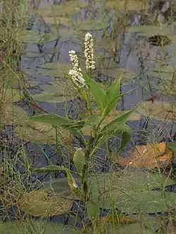 Persicaria attenuata subsp. pulchra