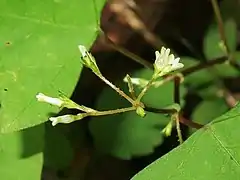 花柄は細長く、茎先および上部の葉腋につき、二又状の先に2-5個の花をつける。