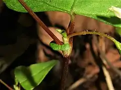 托葉鞘は短く、先端はしばしば葉状となり緑色になる。