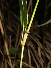 茎にまばらに下向きの短い刺毛がある。托葉鞘は長い筒型、膜質で、暗赤色をおび、先端は切形で短い縁毛がある。