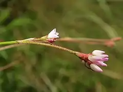 花序柄と花柄に黒ずんだ腺毛が密生する。