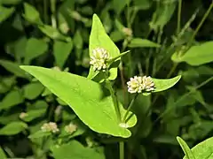 花序は茎先または葉腋につき、頭状に多数の花をつける。花序の基部に葉状の苞がある。