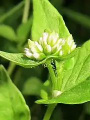 花柄には腺毛がある。