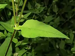 葉柄に広めの翼があり、基部は耳状になって茎を抱く。