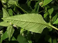 葉の裏面に毛が生え、腺点がある。