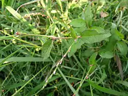 Persicaria pubescens