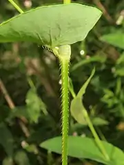 茎に4稜があり、稜角には下向きの刺毛がある。葉の裏面葉脈中脈の下部と葉柄に下向きの刺毛が生える。