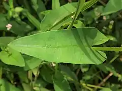 葉の基部は矢じり形になり、茎を抱くように張り出す。