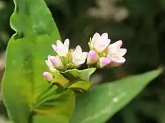 花冠に見える萼は5深裂し、下部は白色で上部はふつう淡紅色になる。