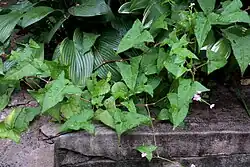 Persicaria senticosa