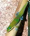 ヒロオヒルヤモリPhelsuma laticauda