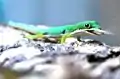 ヨツメヒルヤモリPhelsuma quadriocellata