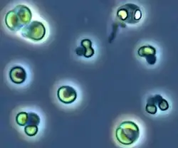 Picocystis (ピコキスティス藻綱)