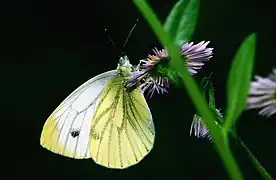 Pieris napi