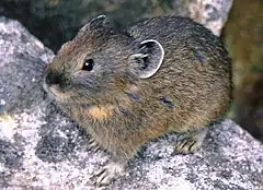 エゾナキウサギ(O. h. yesoensis;Japanese Pika)