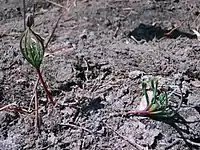 火災後の土壌で発芽したダイオウマツ（Pinus palustris）