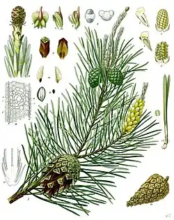 Pinus sylvestris