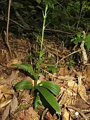 茎が伸び出した様子（6月下旬）。