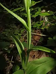 茎の稜は翼状になり、下部の葉の裏面の主脈の突起は茎の稜に続く。