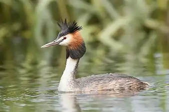 夏のカンムリカイツブリ